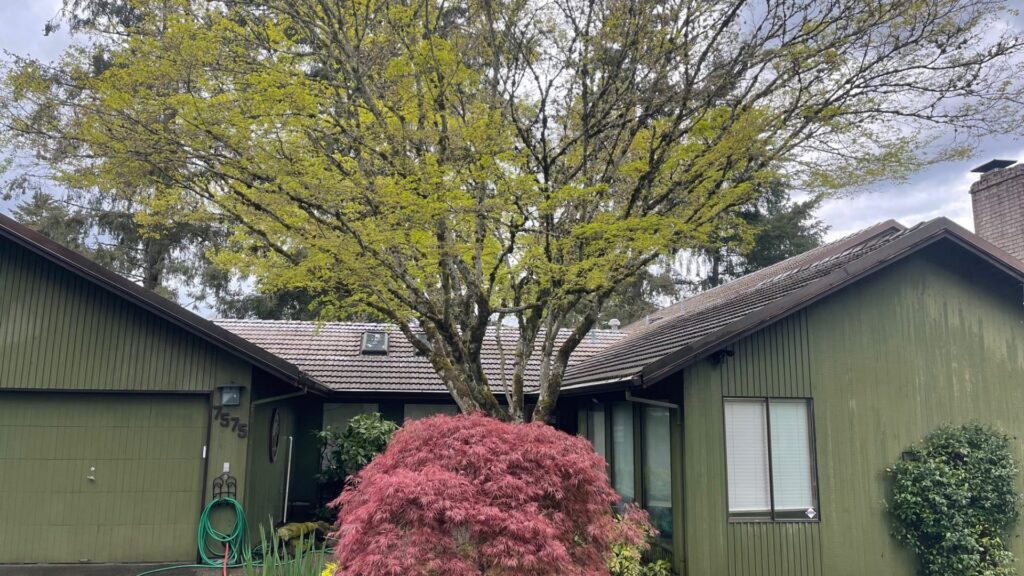 Large tree with budding leaves in front of a green single-story house with red accents and a japanese maple in the foreground.